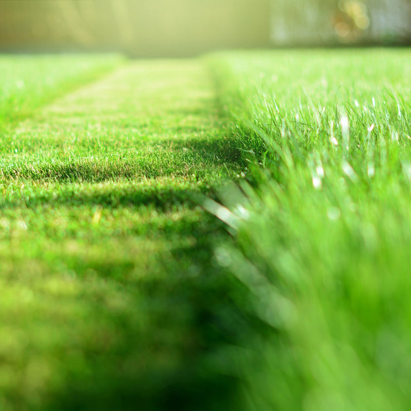 Fresh Cut Grass Perfume Spray - Freshly Mown Lawn