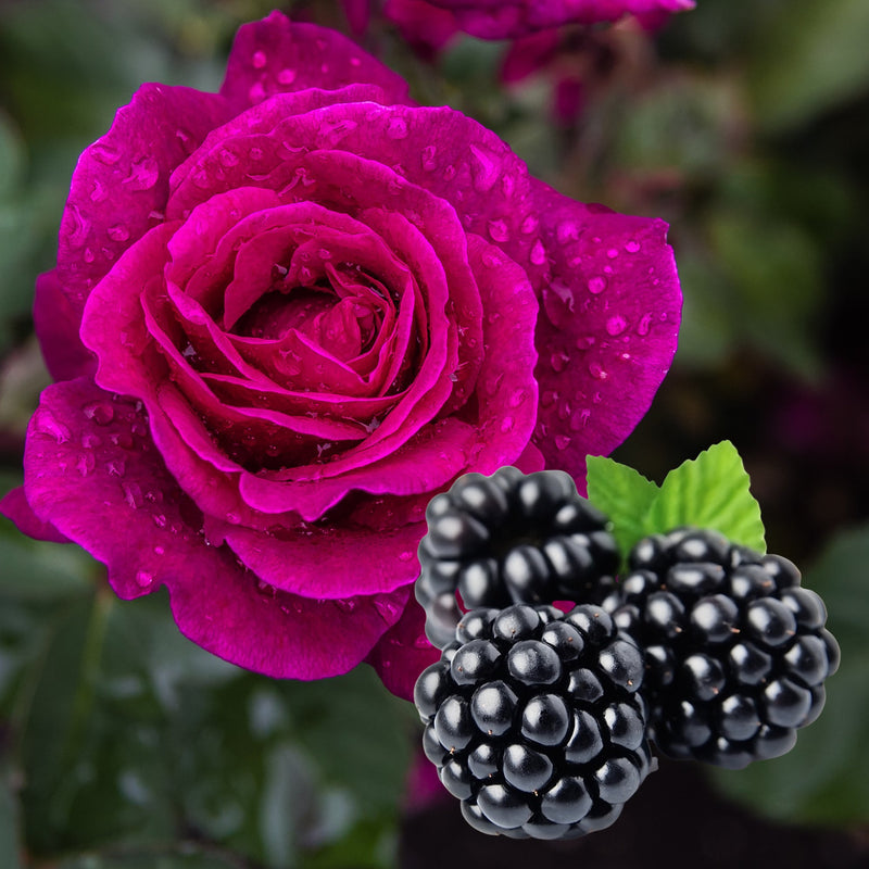 Blackberry Rose Perfume Sample