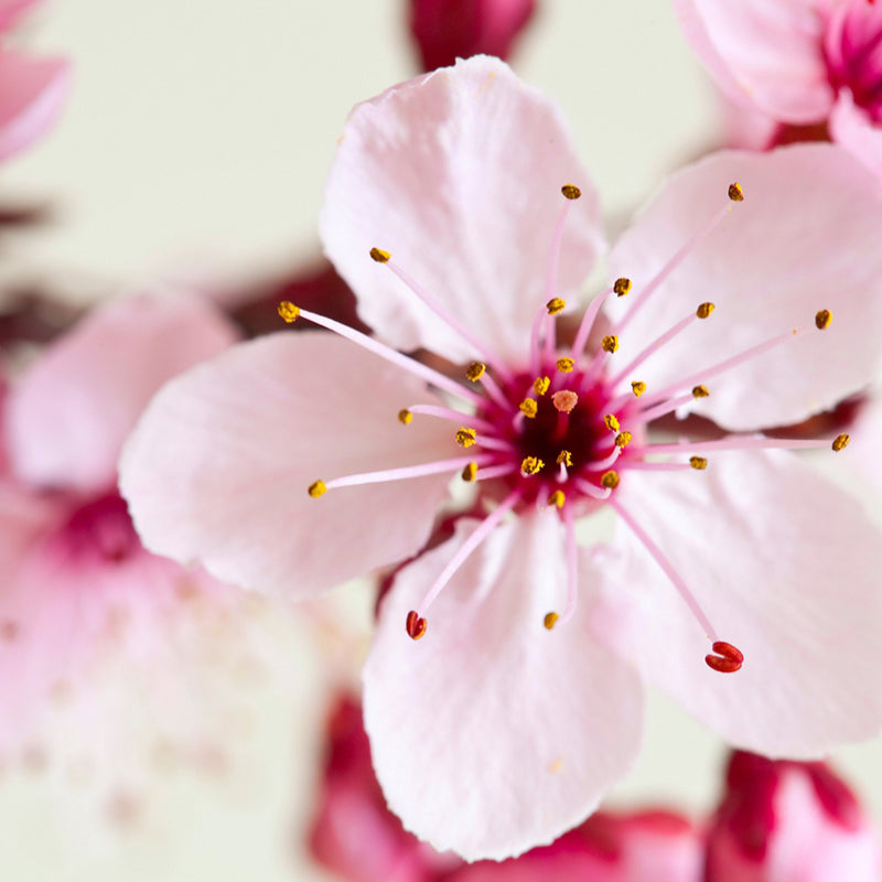 Japanese Cherry Blossom Perfumes, Sprays, Lotions + More - Bath & Body Works Dupe